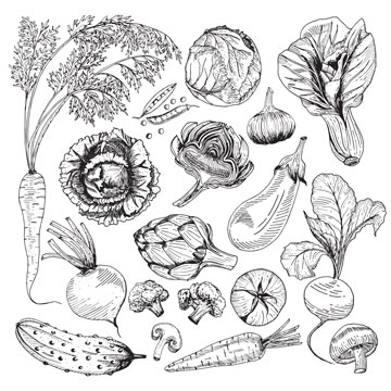 CHOU BROCOLI à jets verts Calabrais