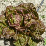 LAITUE POMMÉE Merveille des 4 saisons