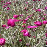 LYCHNIS Coronaria