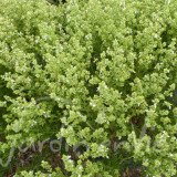 BASILIC Fin vert (à petites feuilles)