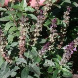 BASILIC Royal de Thaïlande