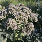 CHOU BROCOLI Coastal