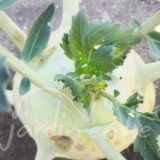 CHOU RAVE Superschmelz