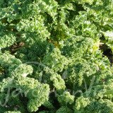 CHOU FRISÉ (KALE en anglais) Westlandse Winter