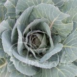 CHOU CABUS De Vaugirard