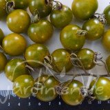 TOMATE Cerise Green cherry
