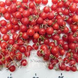 TOMATE Cerise Petit Moineau