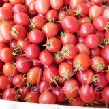 TOMATE Cerise Rose Perlée