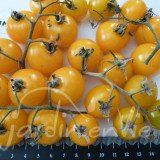 TOMATE Cerise Galina