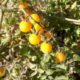 TOMATE Cerise Coyote