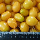 TOMATE Cerise Sungold