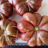 TOMATE Purple Calabash