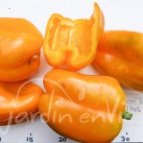 POIVRON Carré jaune d’Asti