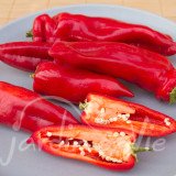 POIVRON Corno di Toro rouge