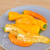 POIVRON Doux long d'Antibes