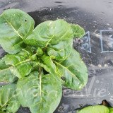 POIRÉE Verte à cardes blanches