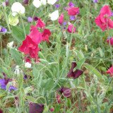 POIS DE SENTEUR Mélange