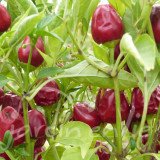 PIMENT Baiser de Satan