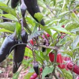 PIMENT Hongrois noir