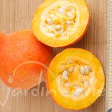 COURGE Potimarron Red Kuri