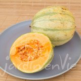 MELON Cantaloup charentais