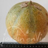 MELON Petit Gris de Rennes