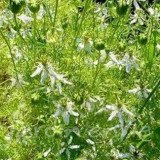 NIGELLE Aromatique