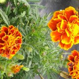 OEILLET D'INDE Erecta (Nematicide)