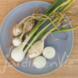 OIGNON Blanc de Rebouillon