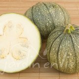 COURGETTE de Nice à fruit rond
