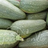 COURGETTE Grise d'Alger
