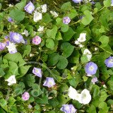IPOMÉE VOLUBILIS en mélange