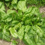 ÉPINARD Géant d'hiver race Verdil