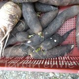 RADIS D'HIVER mélange des 4 variétés