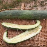 CONCOMBRE Arménien (serpent scuro)