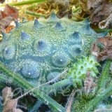 CONCOMBRE Kiwano (Africain)