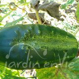 CORNICHON Vert petit de Paris