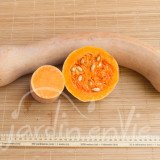 COURGE Longue de Nicemmmm