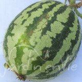 COURGE Barbarine ou Gigérine