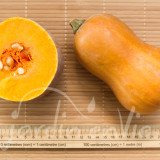 COURGE Honeynut