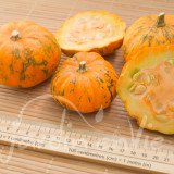 COURGE Jack be little