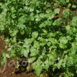 CORIANDRE Cultivée