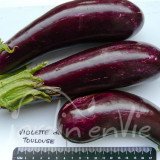 AUBERGINE Violette de Toulouse