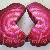 BETTERAVE de Chioggia