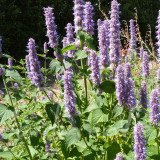 AGASTACHE anisée