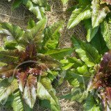 LAITUE À COUPER Langue de bœuf  (printemps, automne)