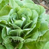 LAITUE POMMÉE Craquerelle du midi (printemps)