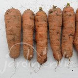 CAROTTE Nantaise améliorée race Milan