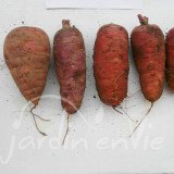 CAROTTE Rouge sang (violette)