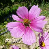COSMOS Bipinné (sensation)